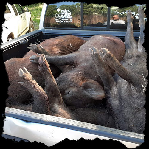 A group of elephants in the back of a truck.