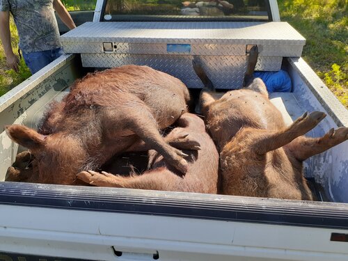 Hogs on a truck