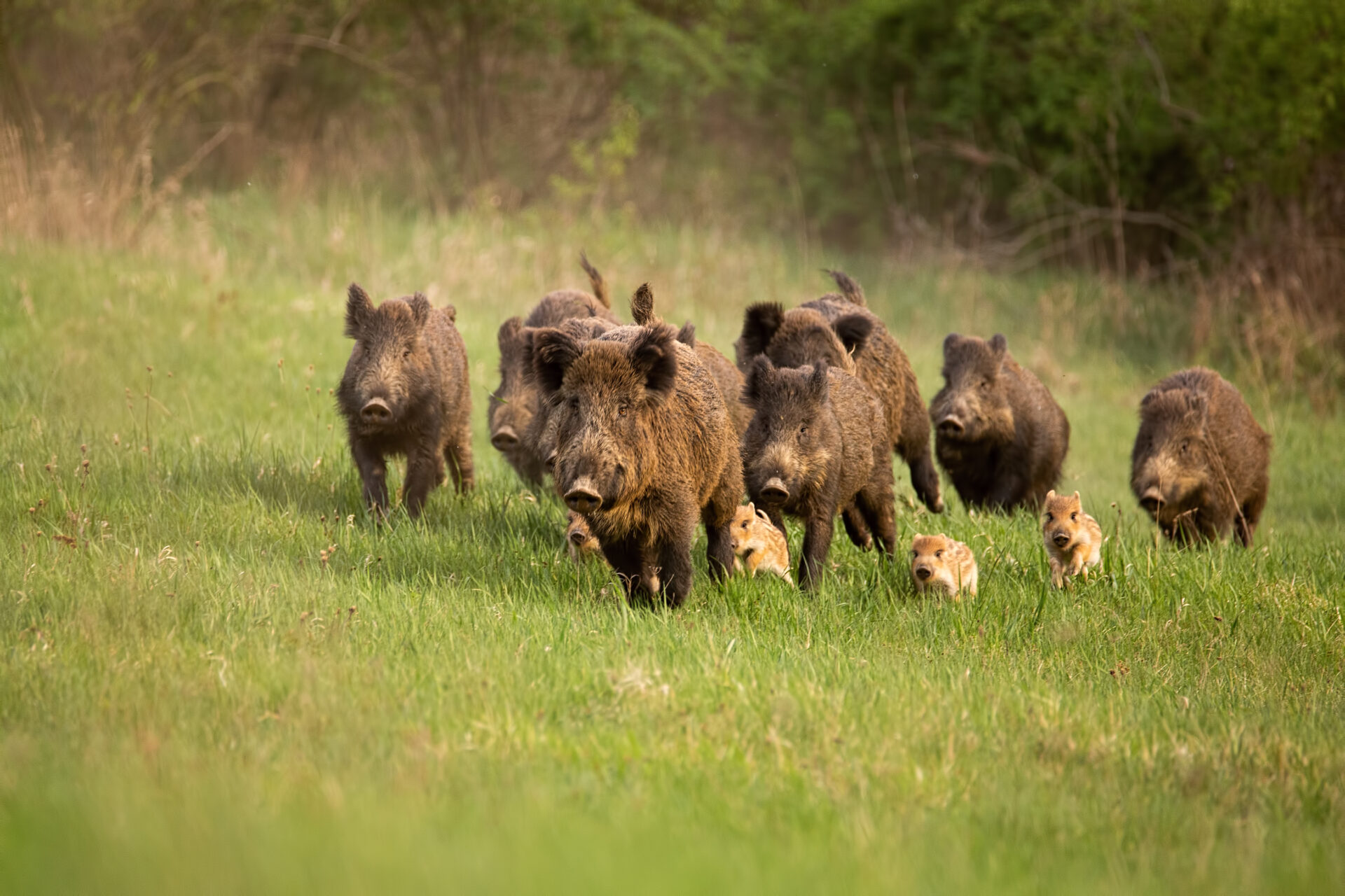 A herd of wild boar walking across the grass.