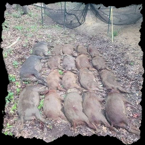 Dead Hogs