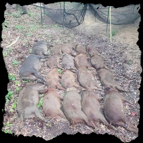 A group of wild hogs are laying in the dirt.