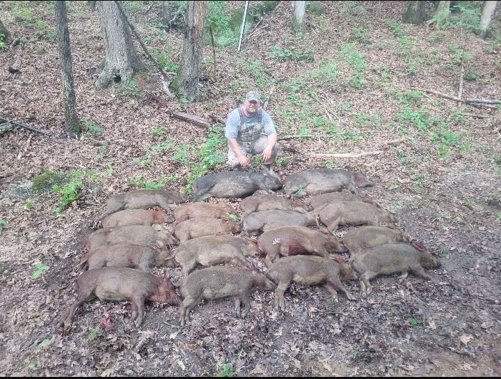 A man kneeling down in front of many wild hogs.