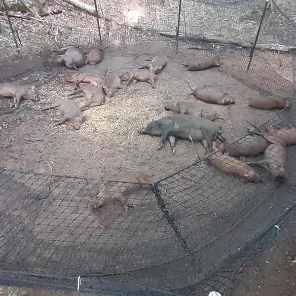 A group of pigs laying in the dirt.