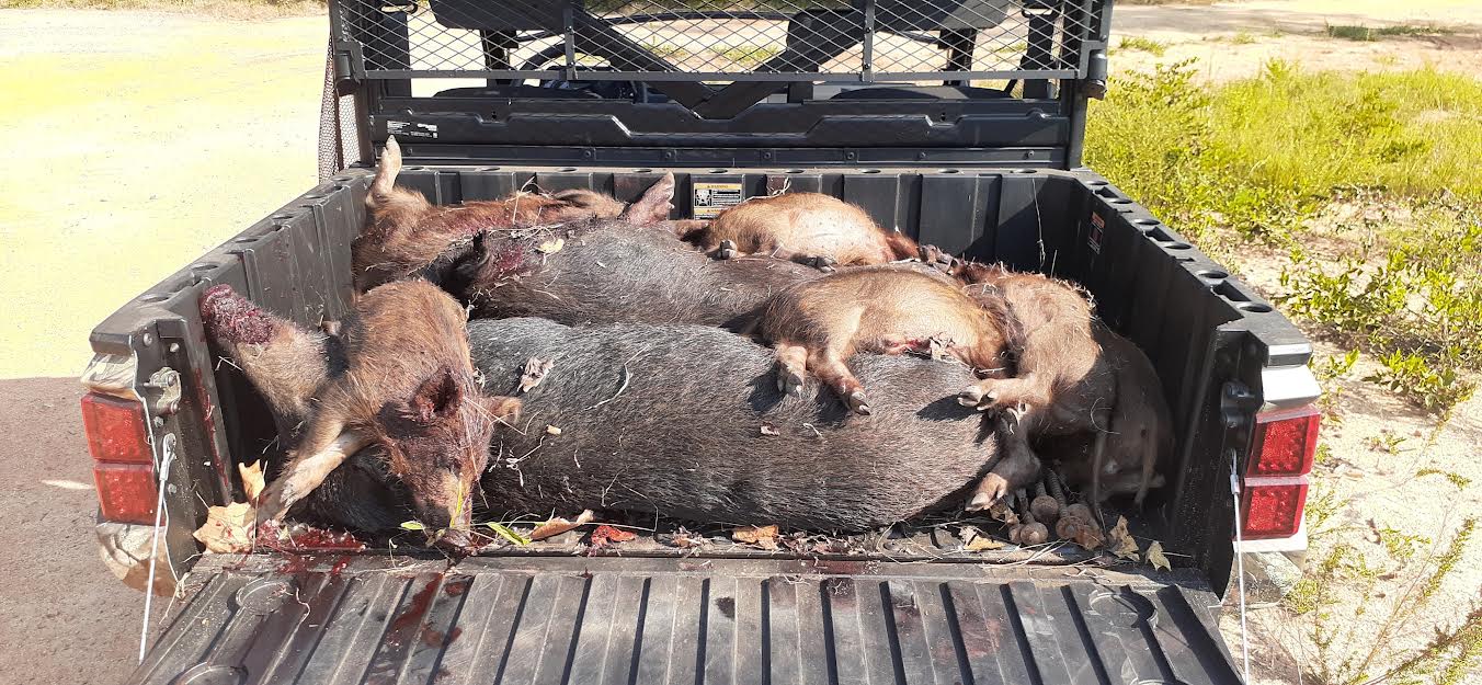 A group of pigs laying in the bed of a truck.