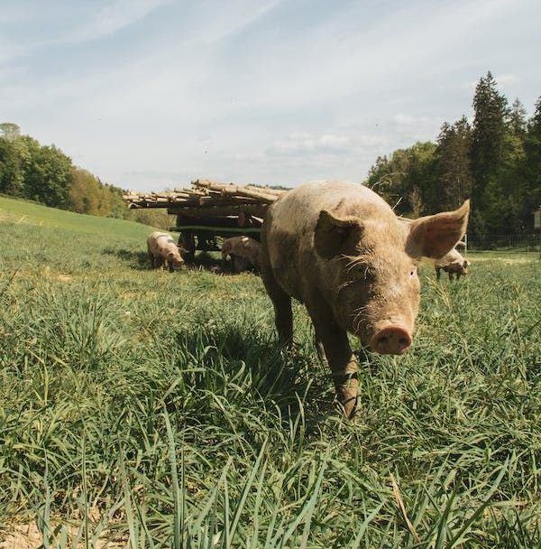 A pig is walking through the grass in front of some trees.
