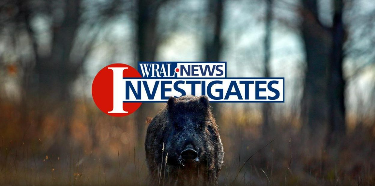 A boar is standing in the woods with an i-news logo.