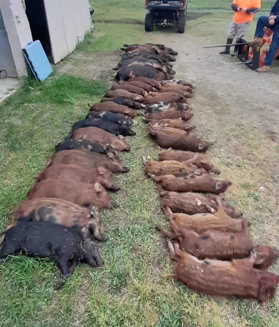 A group of dead animals laying on the ground.